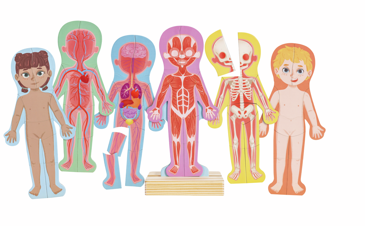 Human Body Magnetic Puzzle Human Body Magnetic Puzzle