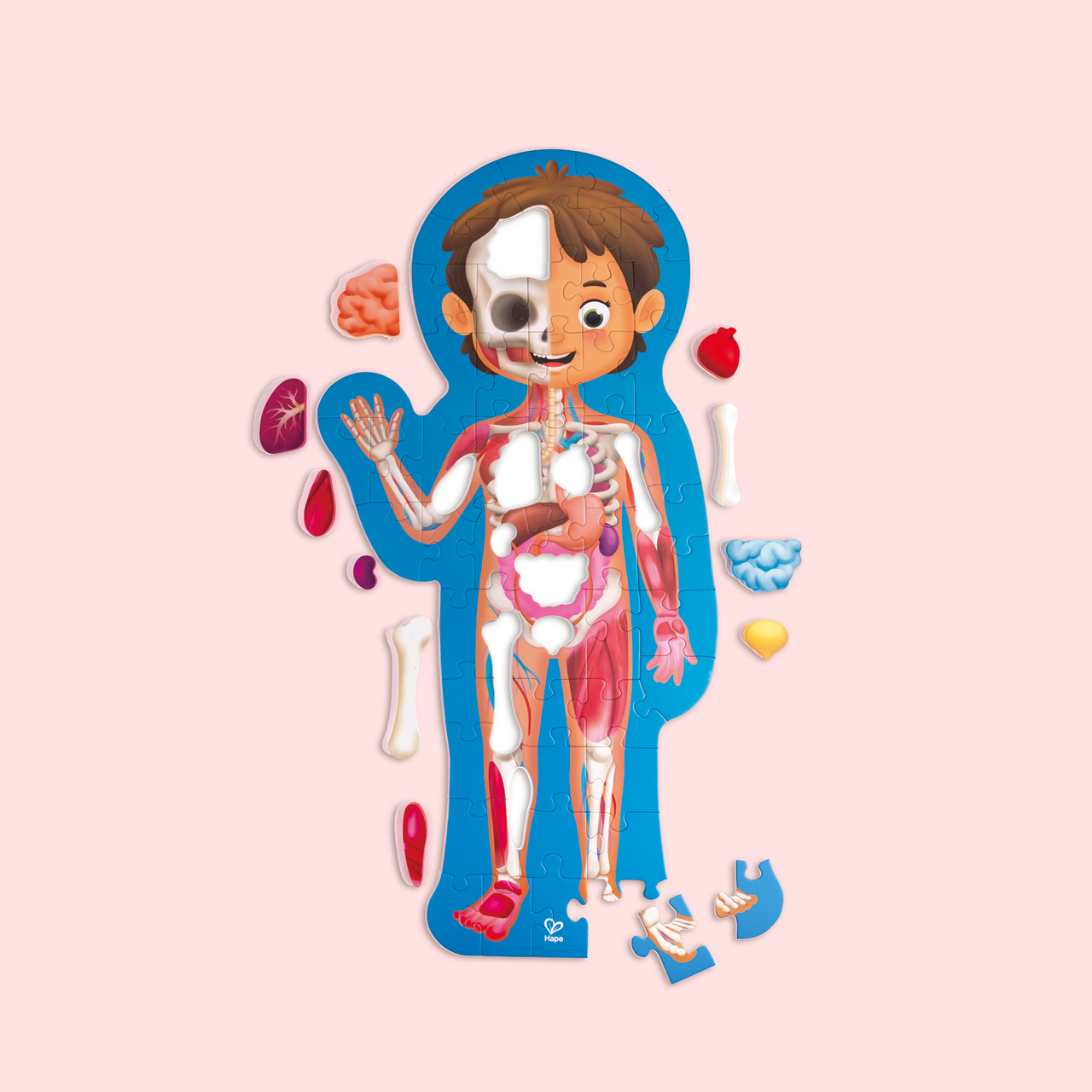 Human Body Puzzle Human Body Puzzle